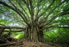 Alle radici della natura